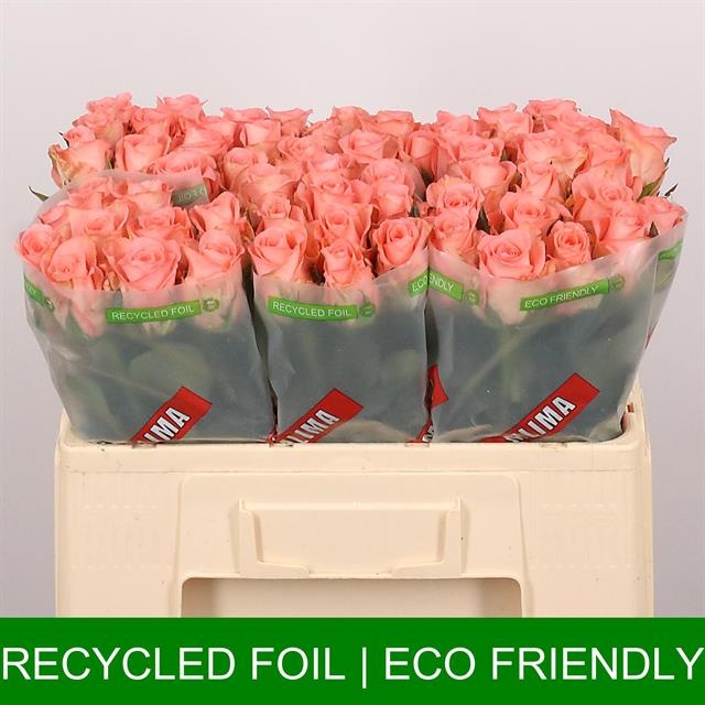 Роза од. Юникорн 50, шт. Роза од. Юникорн 50, шт.