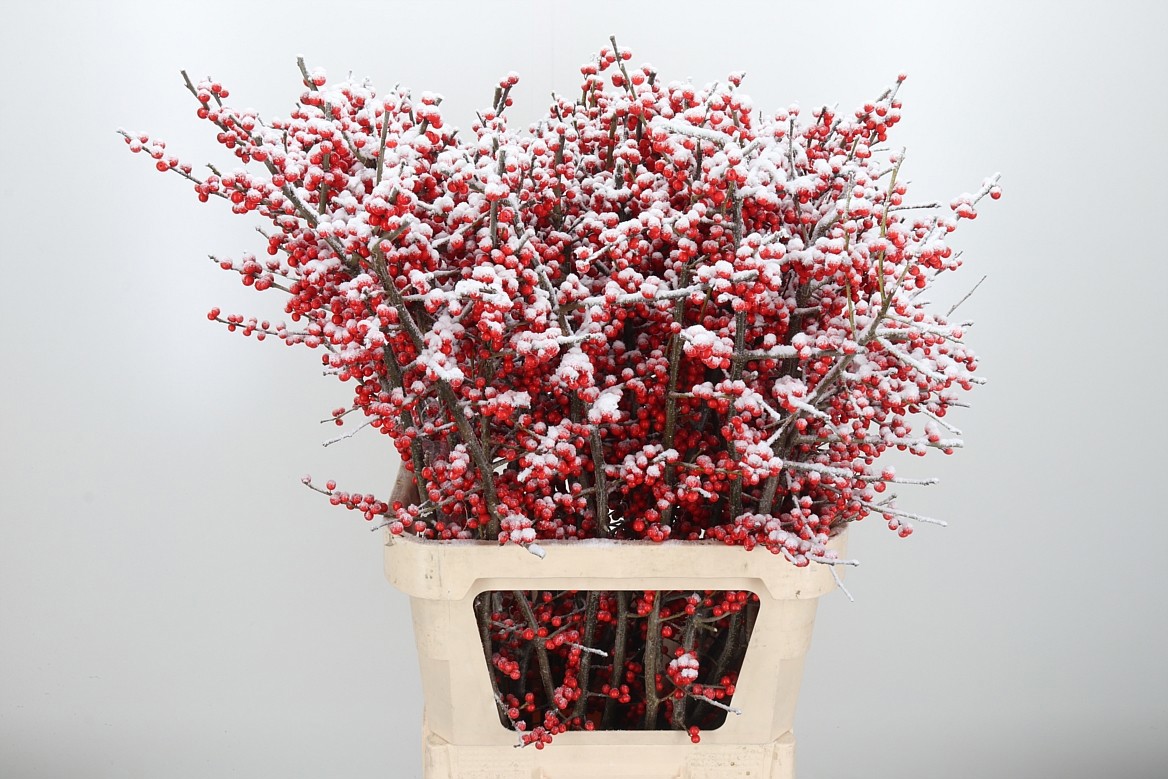 Илекс Овериг Крашеный (краш. ) 80, шт.