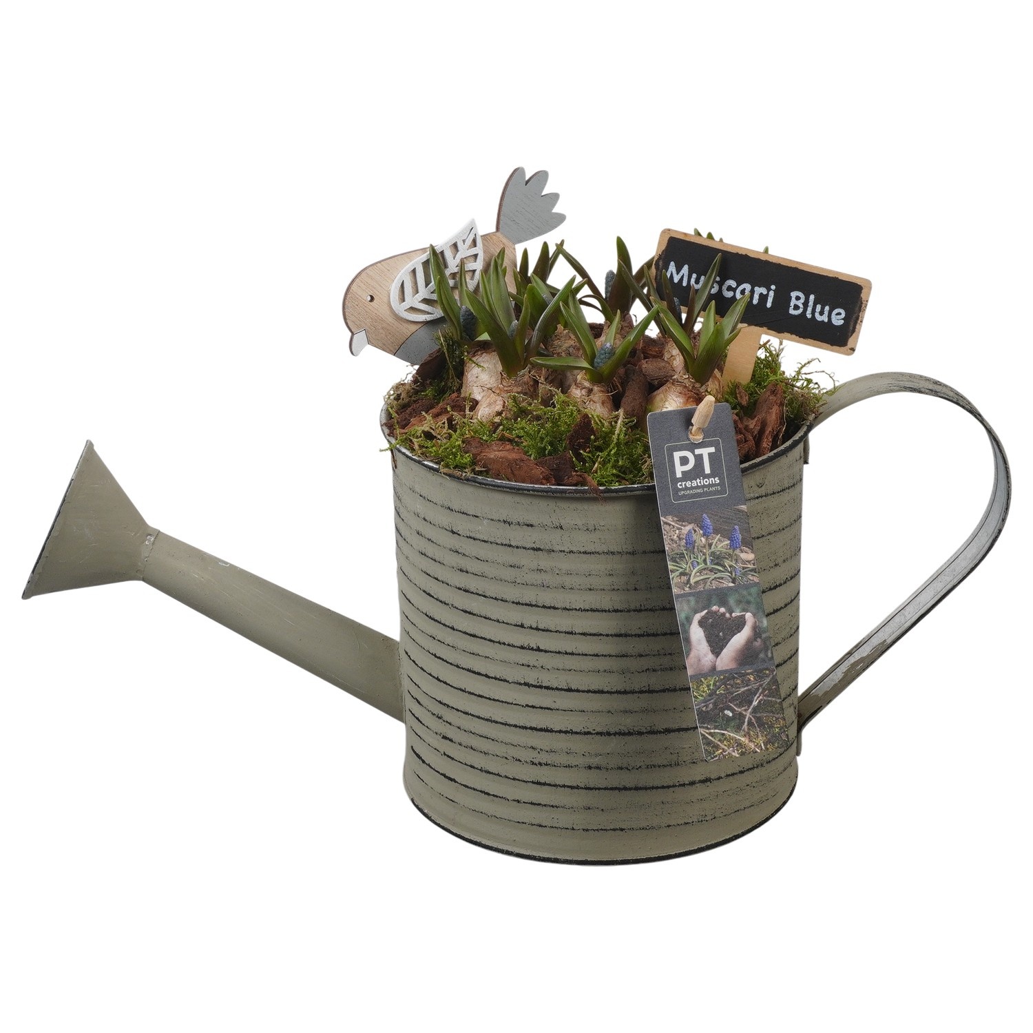 PTMB6129 Arrangement Muscari Blue in zink gieter, D 14