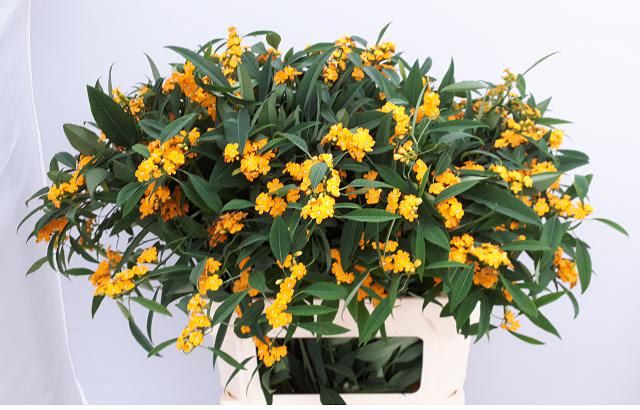 Эуфорбия куст. Крим Еллоу Ривер 80, шт.