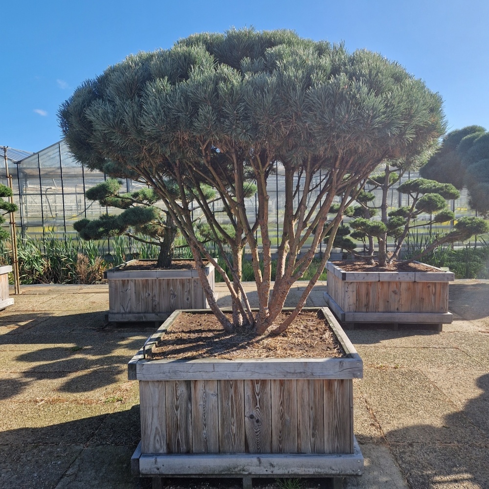 Pinus sylvestris 'Watereri', D 110 cm