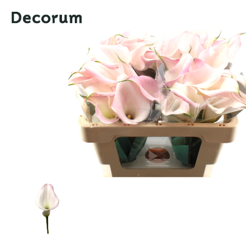 Калла Свит Арт 45, шт.