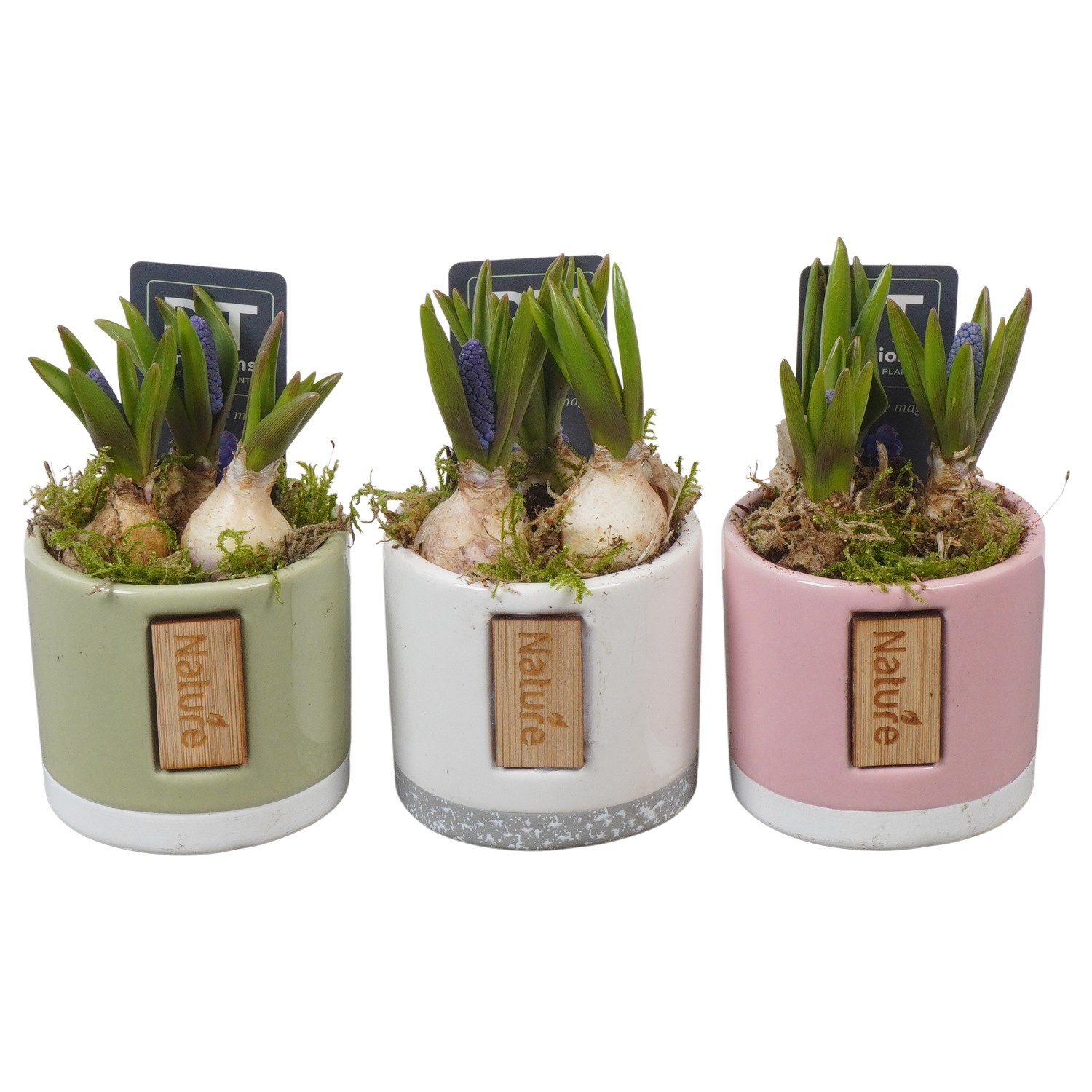 PTMB6307 Arrangement Muscari Blue in keramiek mix, D 7