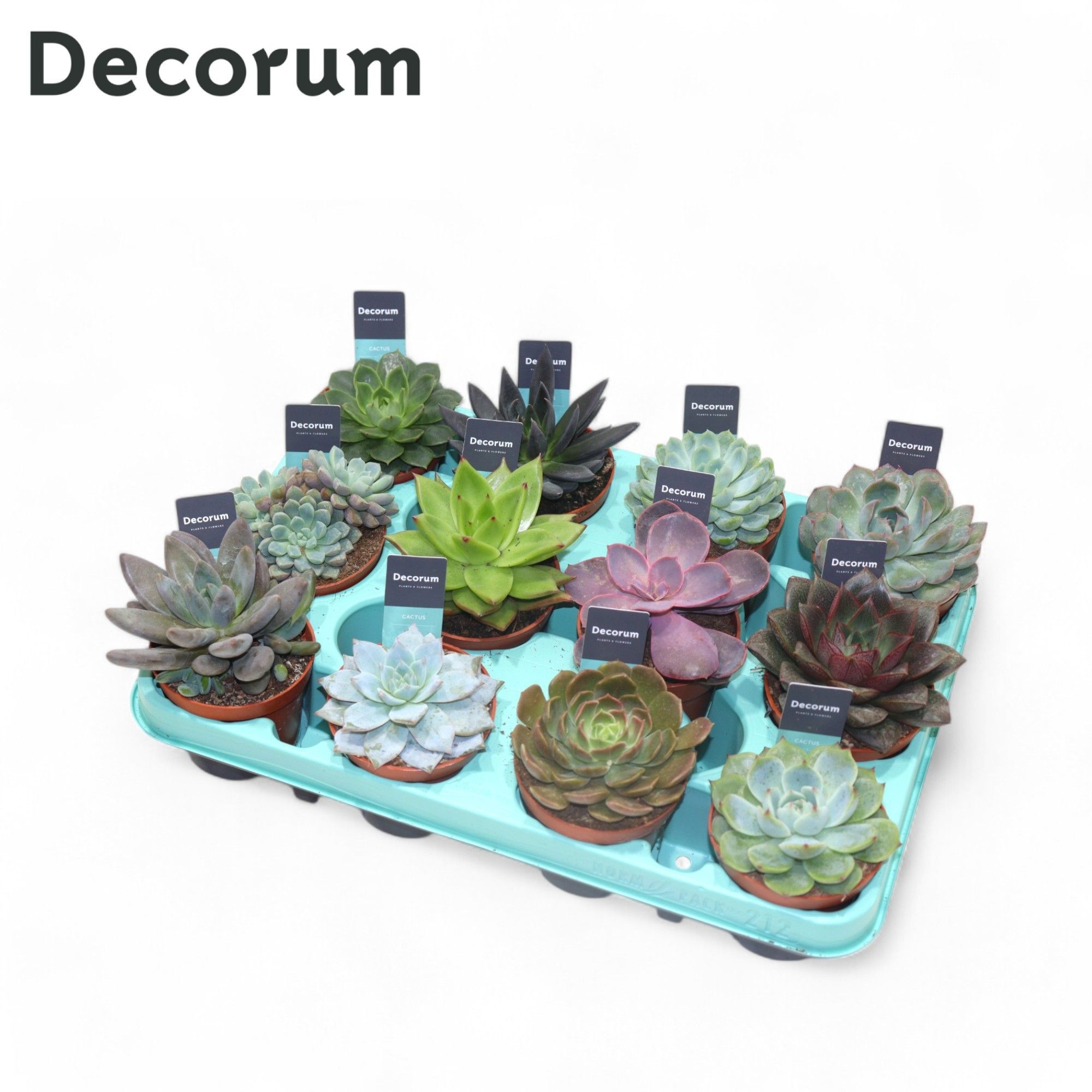 Echeveria Mix (decorum), D 8,5