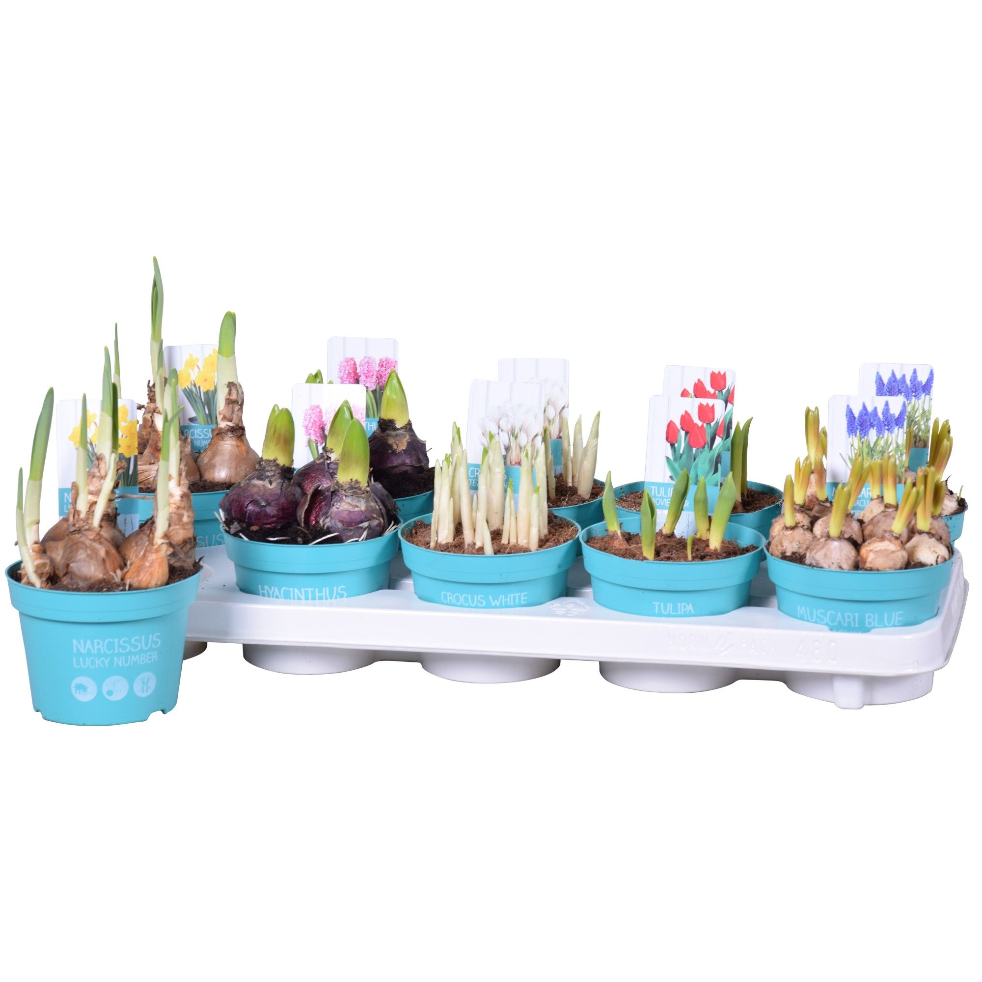 Bolbloemen Mix 'Diamond Collection', D 12