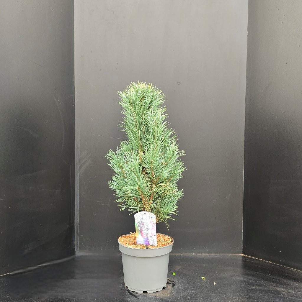 Pinus sylvestris Fastigiata, D 26