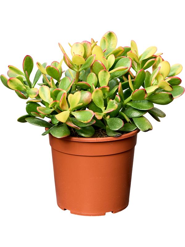 Crassula ovata 'Sunset', D 17 cm