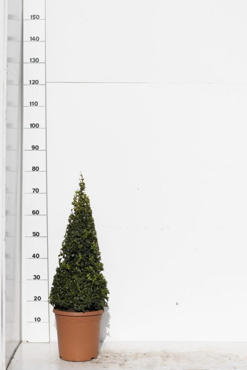 Buxus sempervirens, kegel, D 26