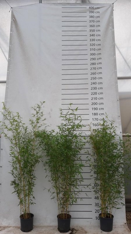Phyllostachys aureos. 'Aureocaulis', D 23