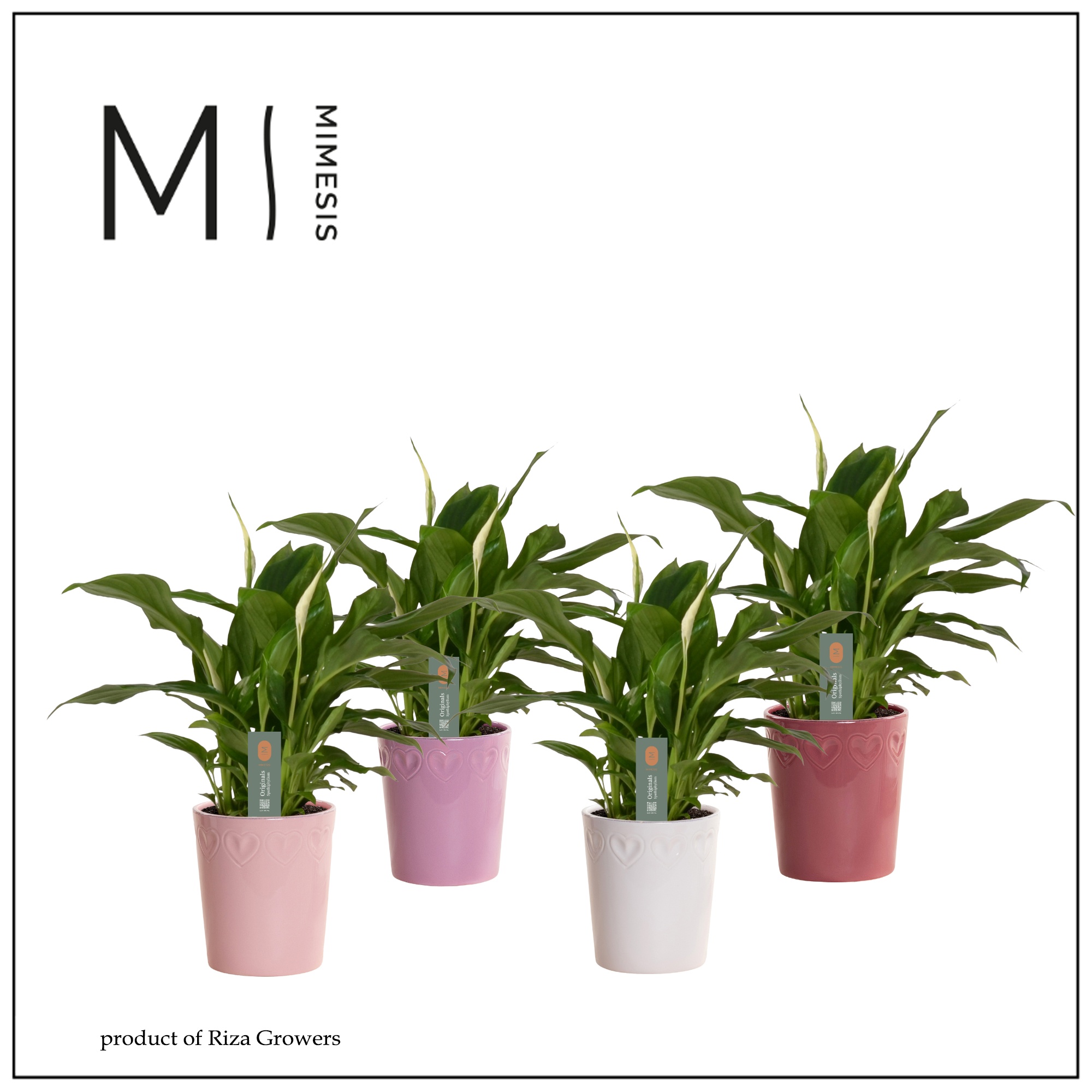 Mimesis Spathiphyllum Chopin - 9 cm in Nienke - Luxury World, D 9