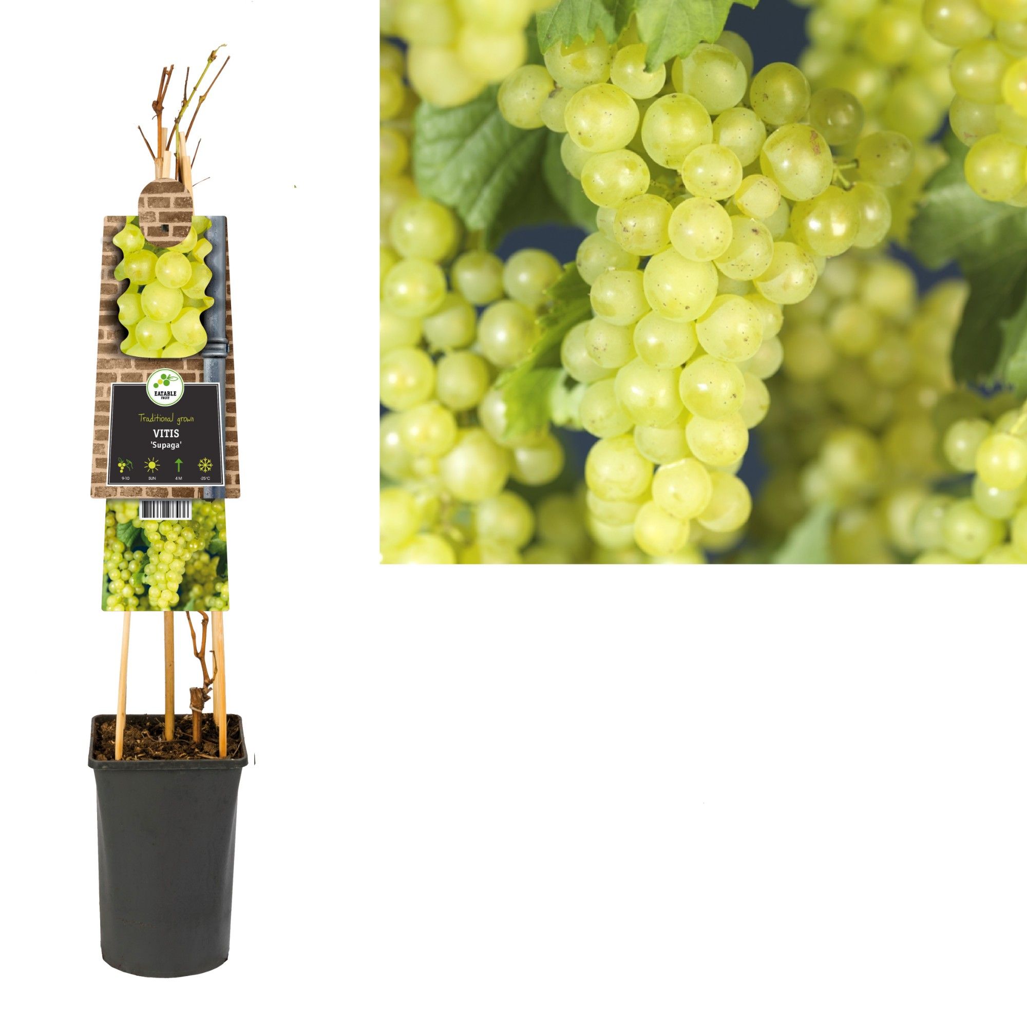 Vitis 'Supaga' +3.0 label, D 17