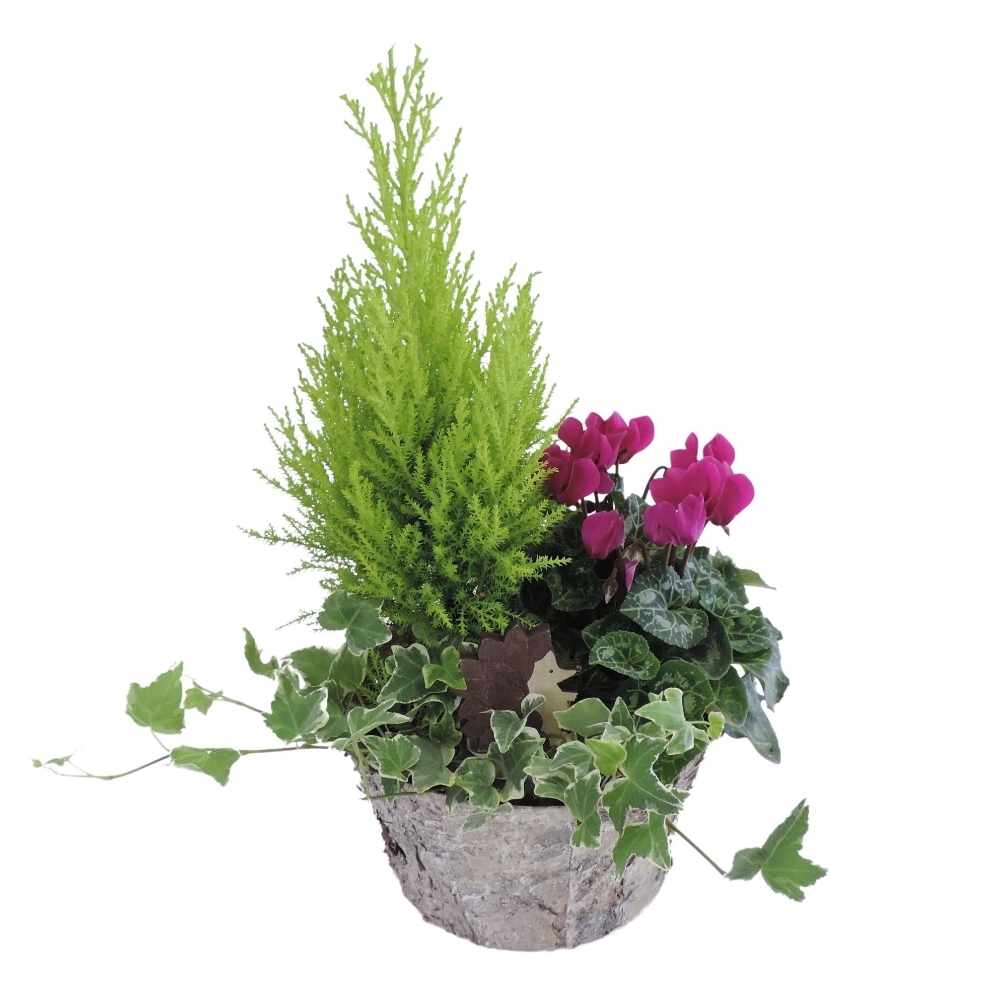 Collectie Betula Arrangment in Berkenpot 20 cm, D 20