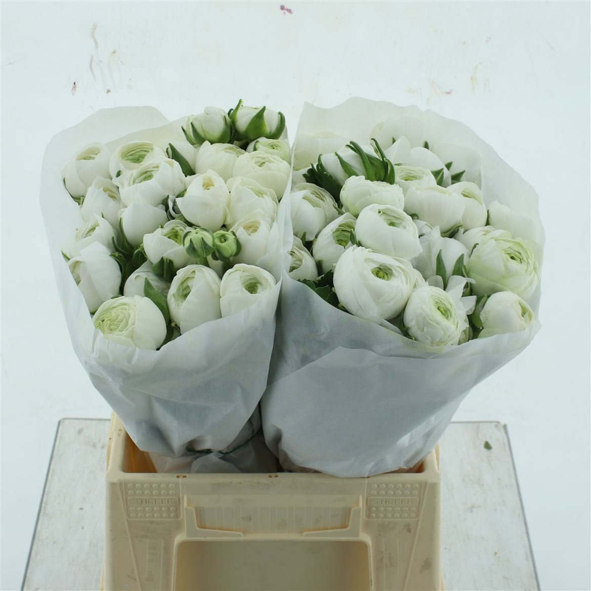 Ранункулус Саксесс Нивео 40, шт.