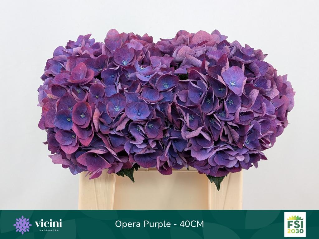 Гортензия Роял Опера 40, шт.