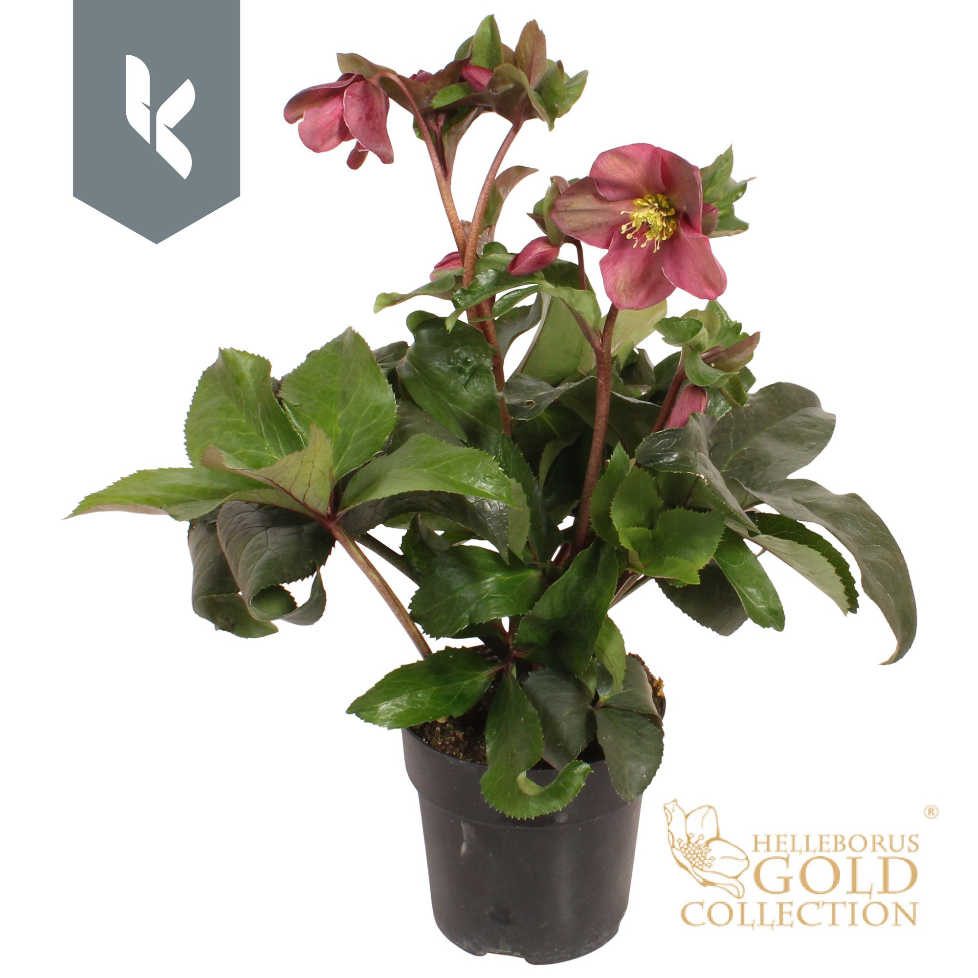 HGC Helleborus Ice N Roses Red, D 15 cm