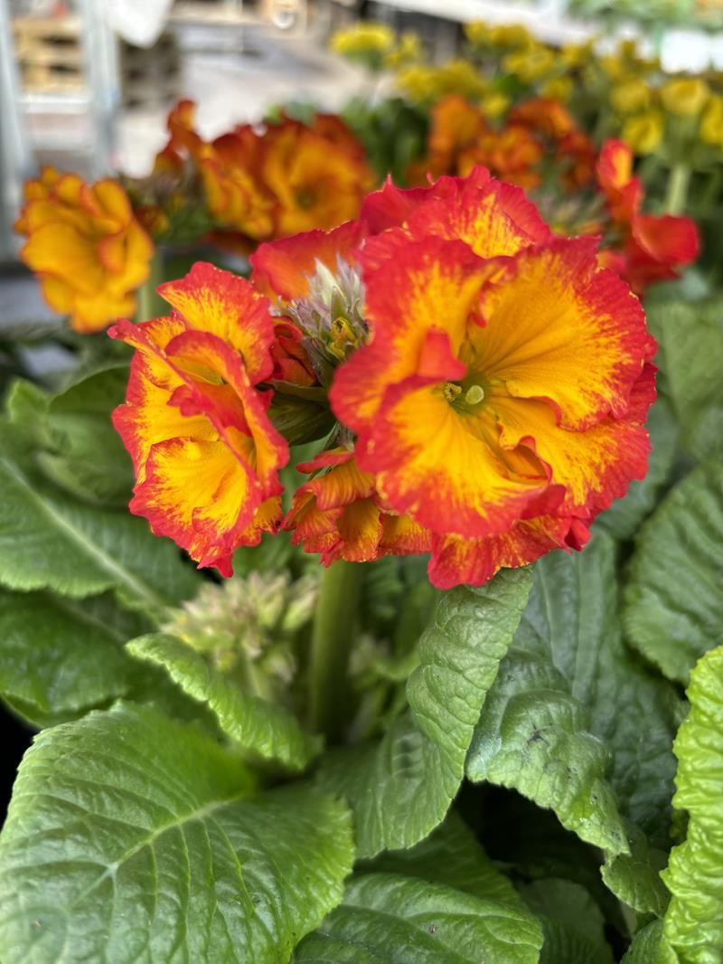 PRIMULA VERIS 'SCARLET', D 11