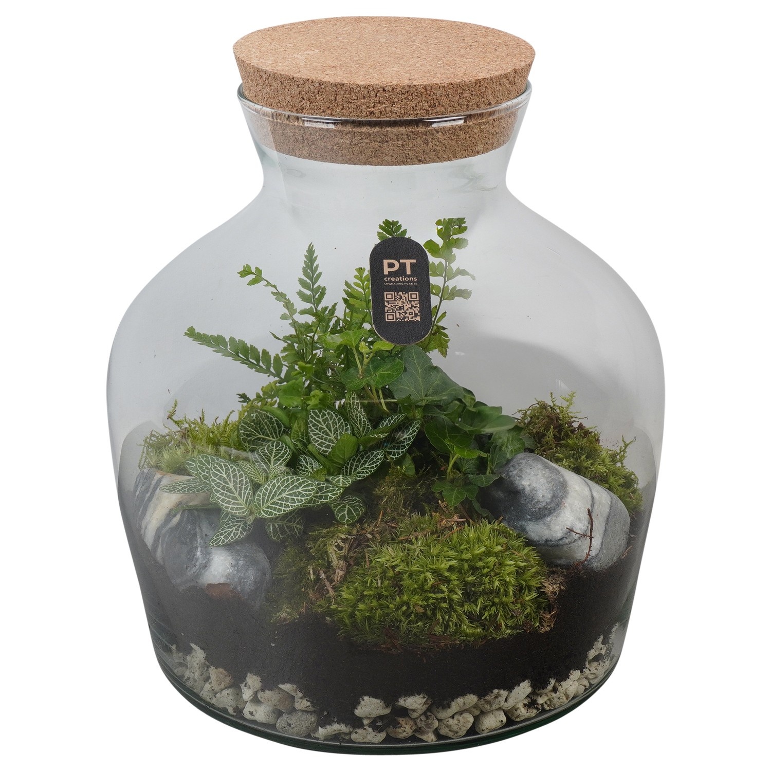 PTTER8110 Arrangement terrarium in glazen terrarium, D 24