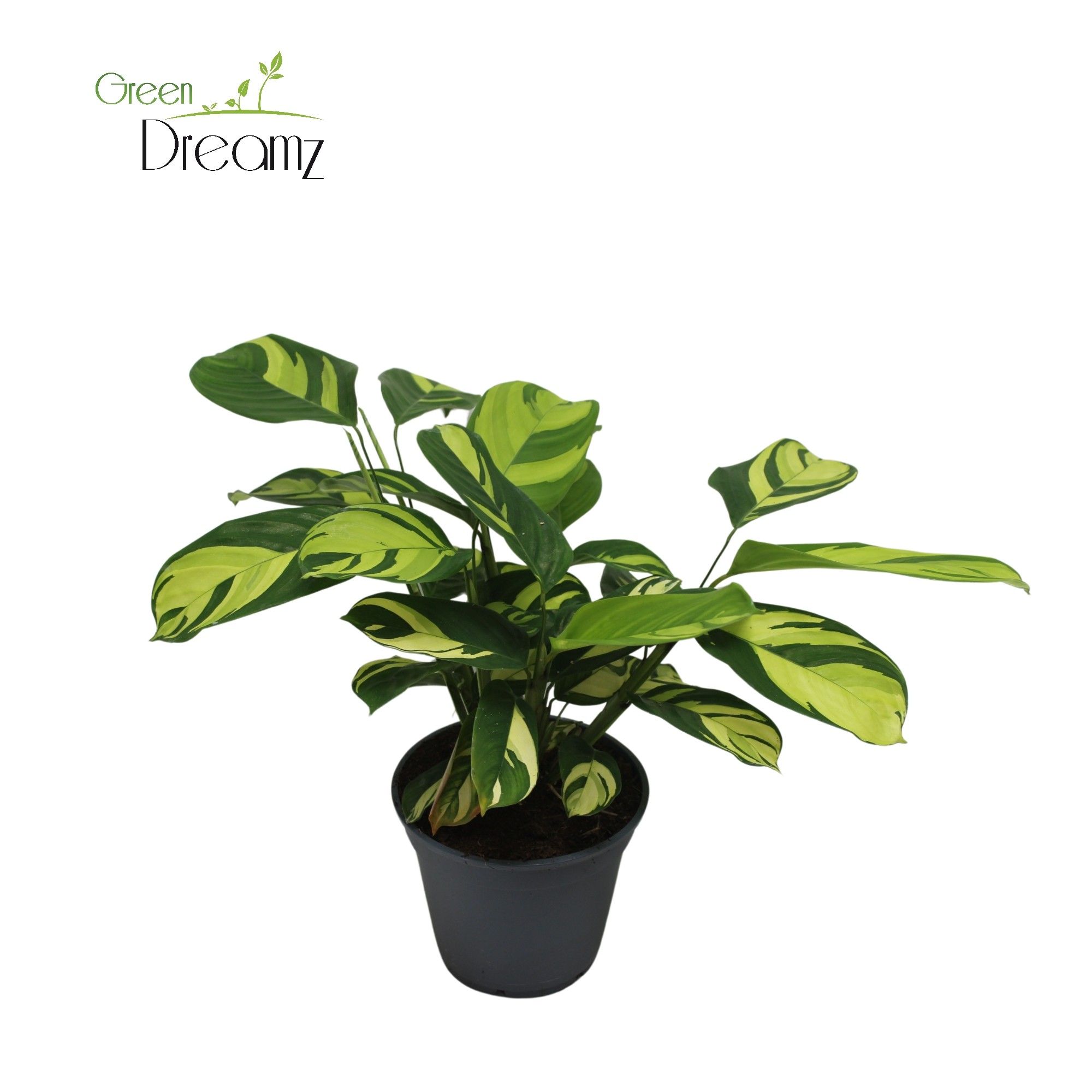 Ctenanthe Golden Mosaic, D 17 cm