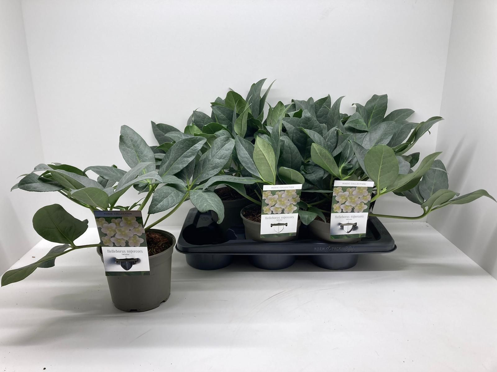 Helleborus x nigercors 'Diego Ice', D 17 cm