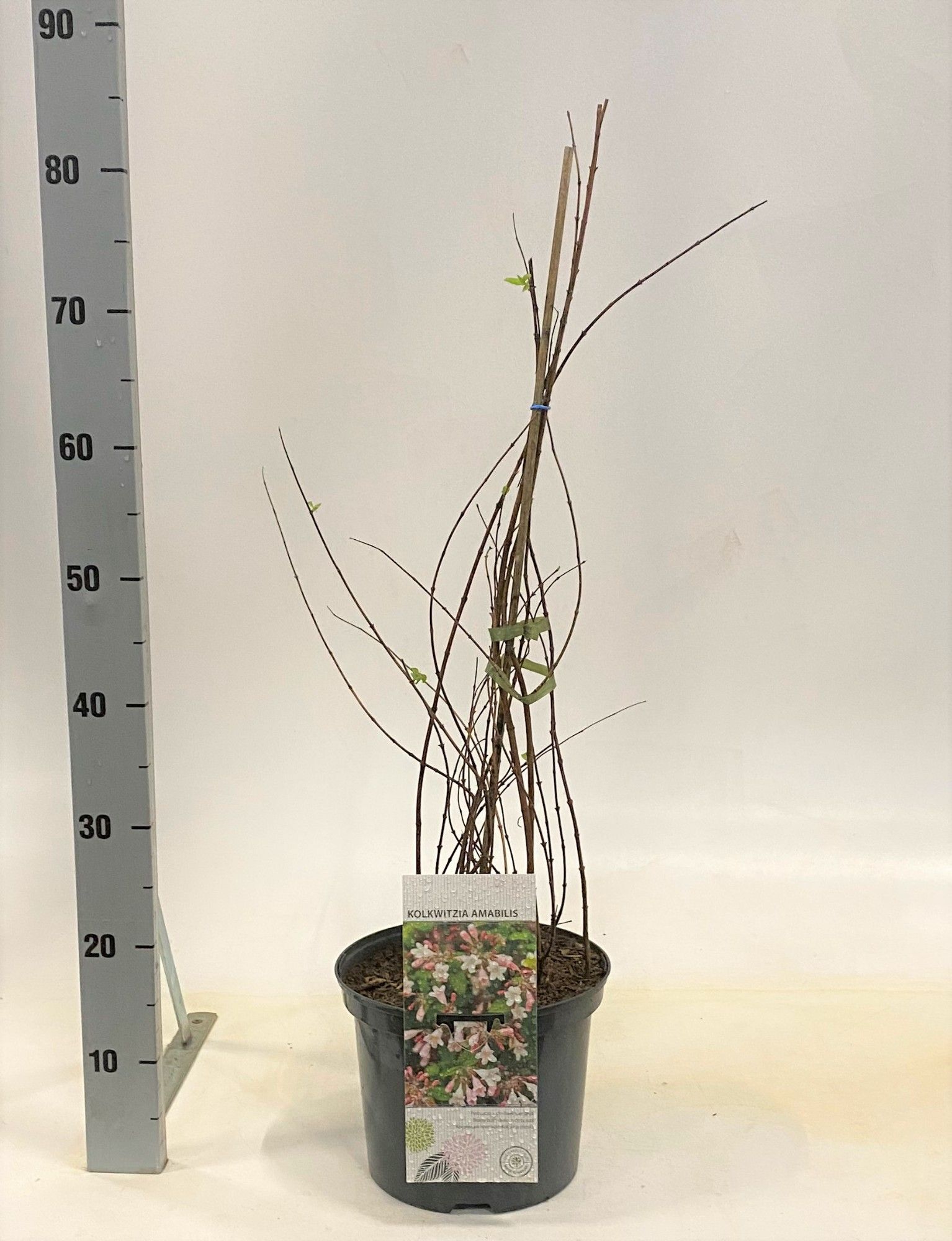 Kolkwitzia amabilis, D 23