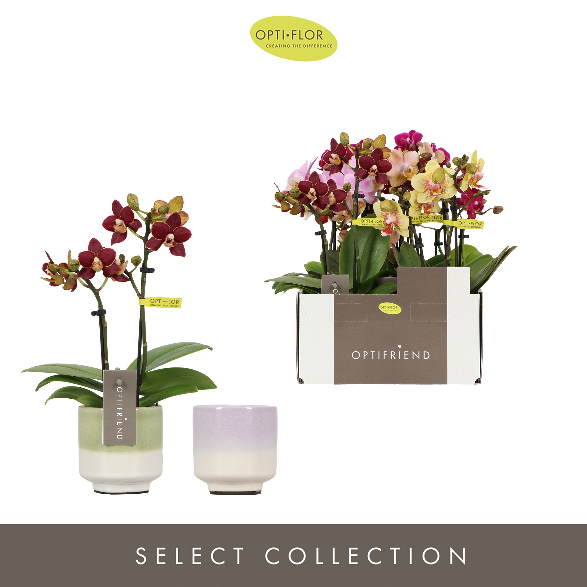 Optifriend Mix in 2 spike in Chianti Mix, D 7 cm