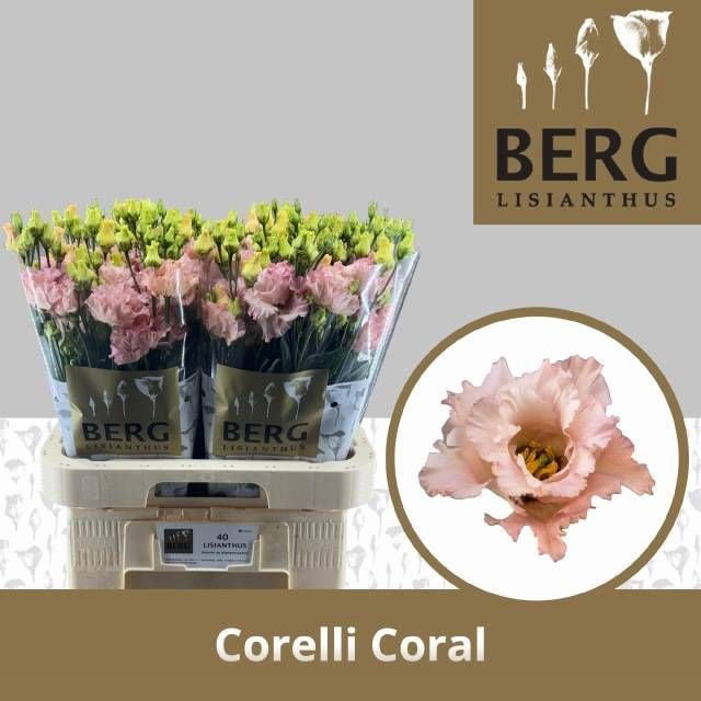 Эустома Корелли Корал 70 (сальм.), шт.