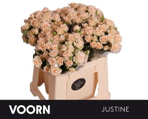 Роза куст. Джастин 40, шт.