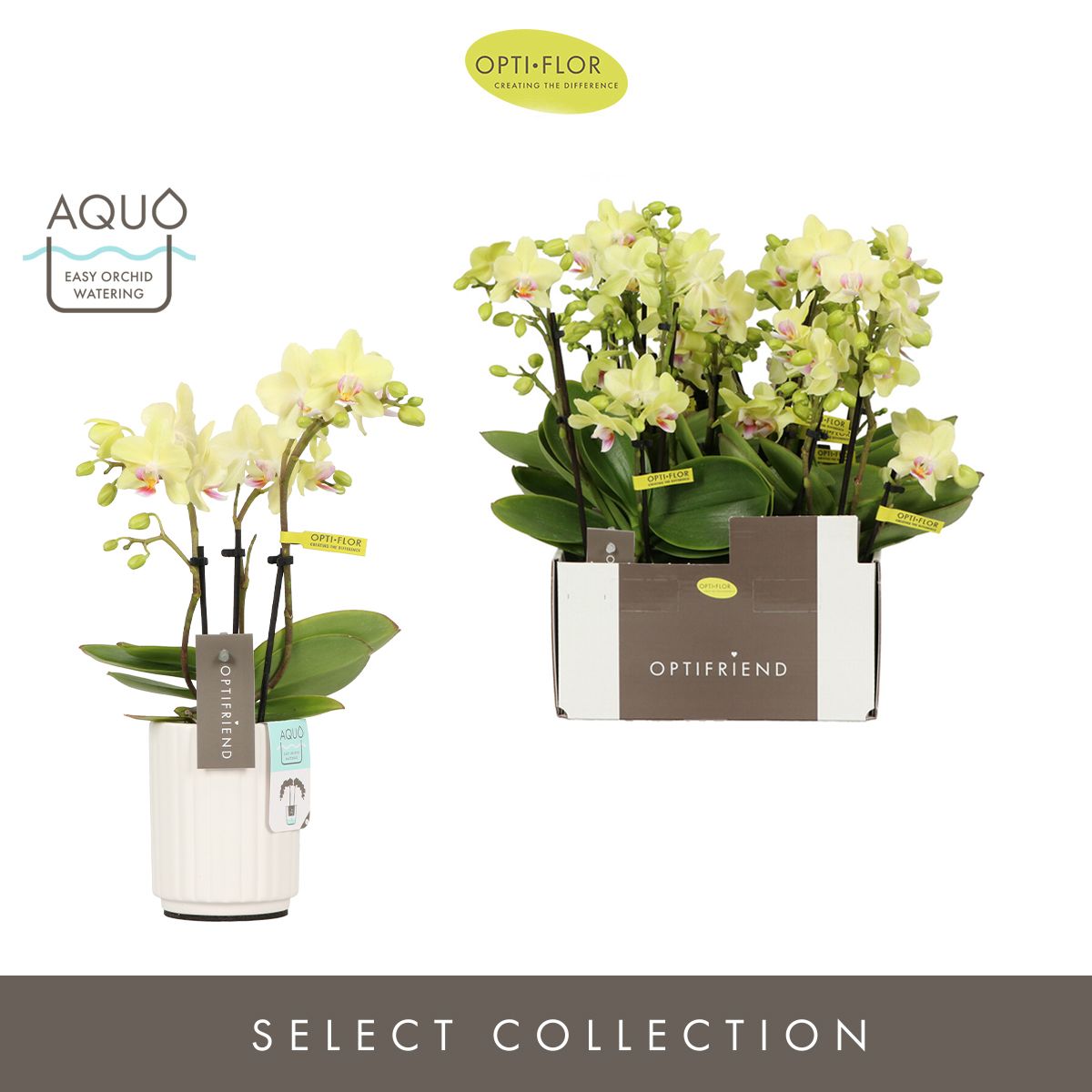 Optifriend Lena 3 spike in Molise White Aquo, D 7 cm