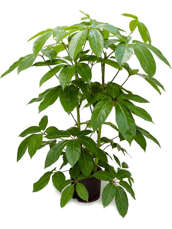 Schefflera actinophylla 'Amate', D 22 cm