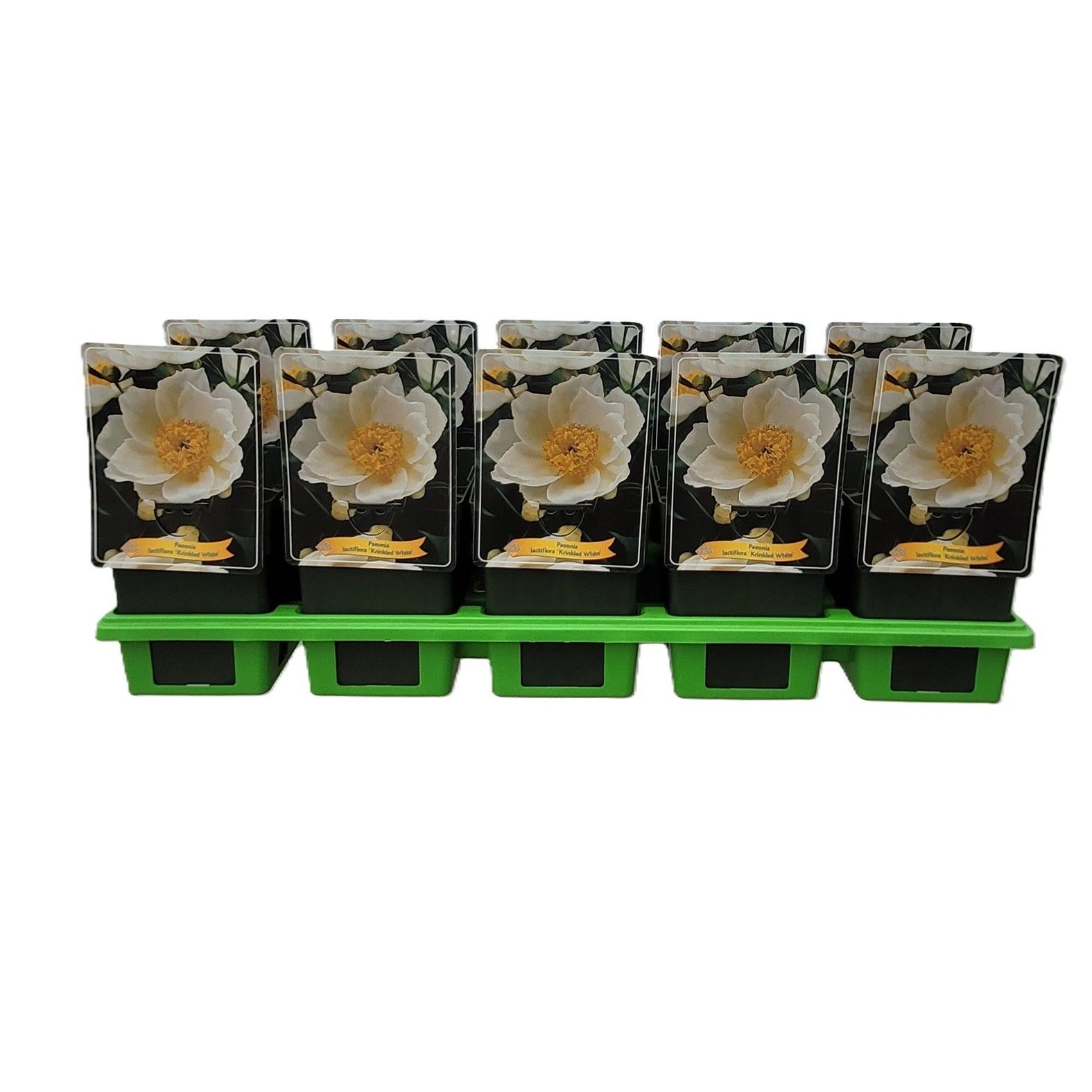Paeonia Lactiflora 'Krinkled White' P11, D 11