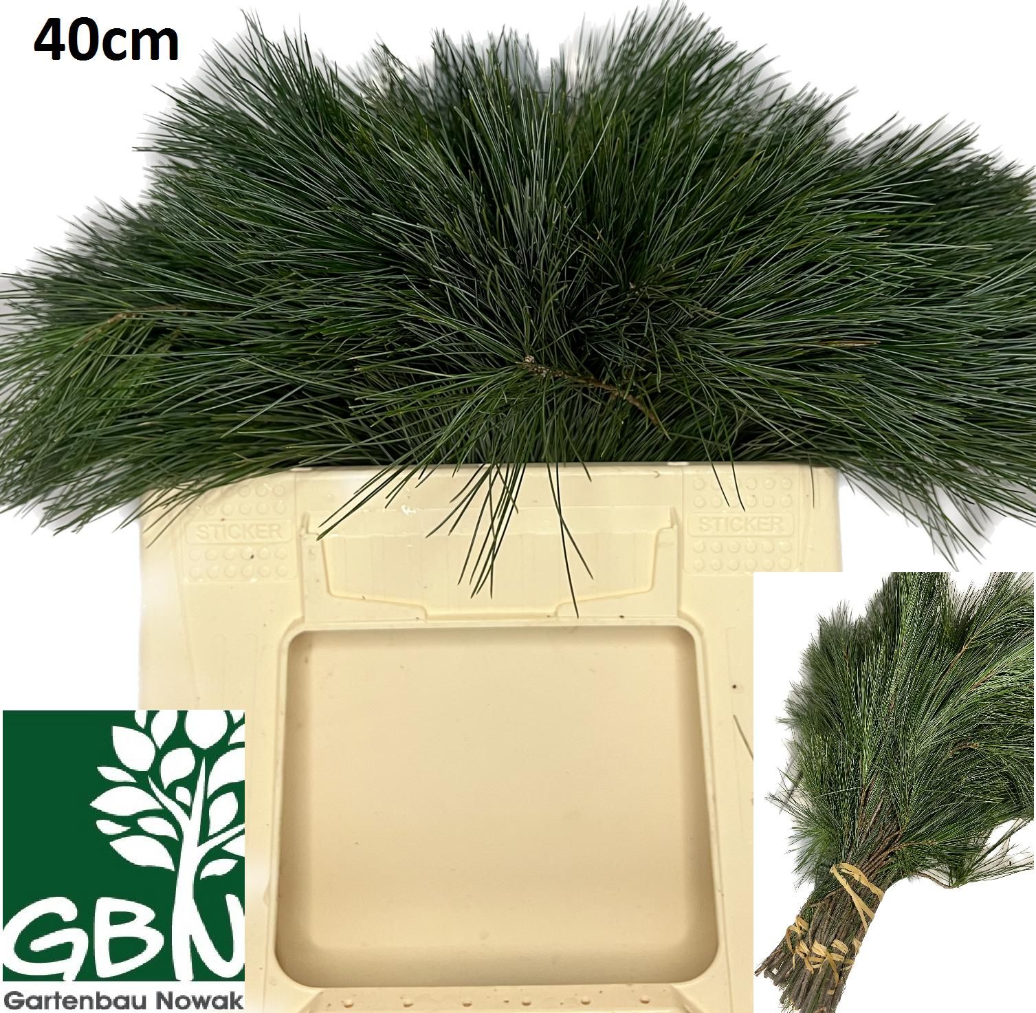 Пинус Стробус 40, шт.