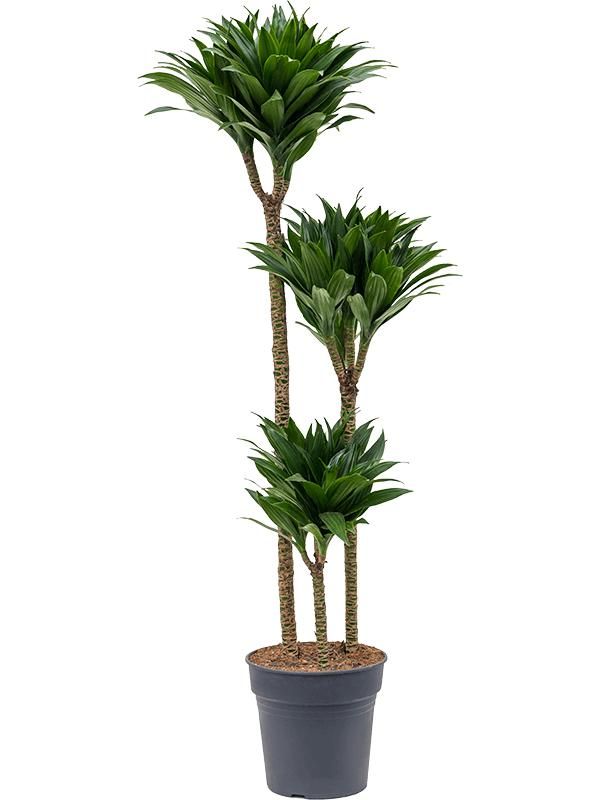 Dracaena fragrans 'Compacta', D 24