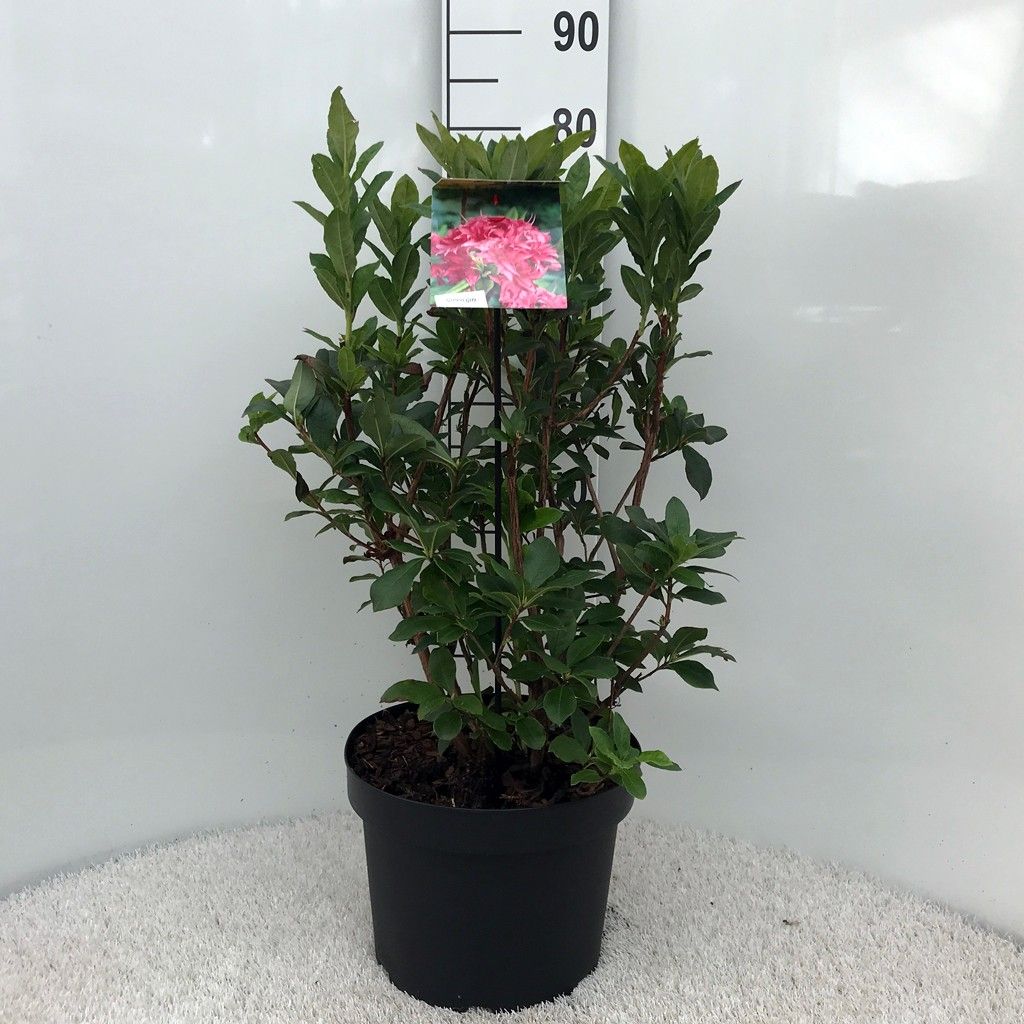 Rhodo. (AK) 'Homebush', D 29