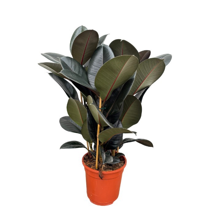 Ficus Elastica 'Abidjan' toef - 80cm, D 21 cm