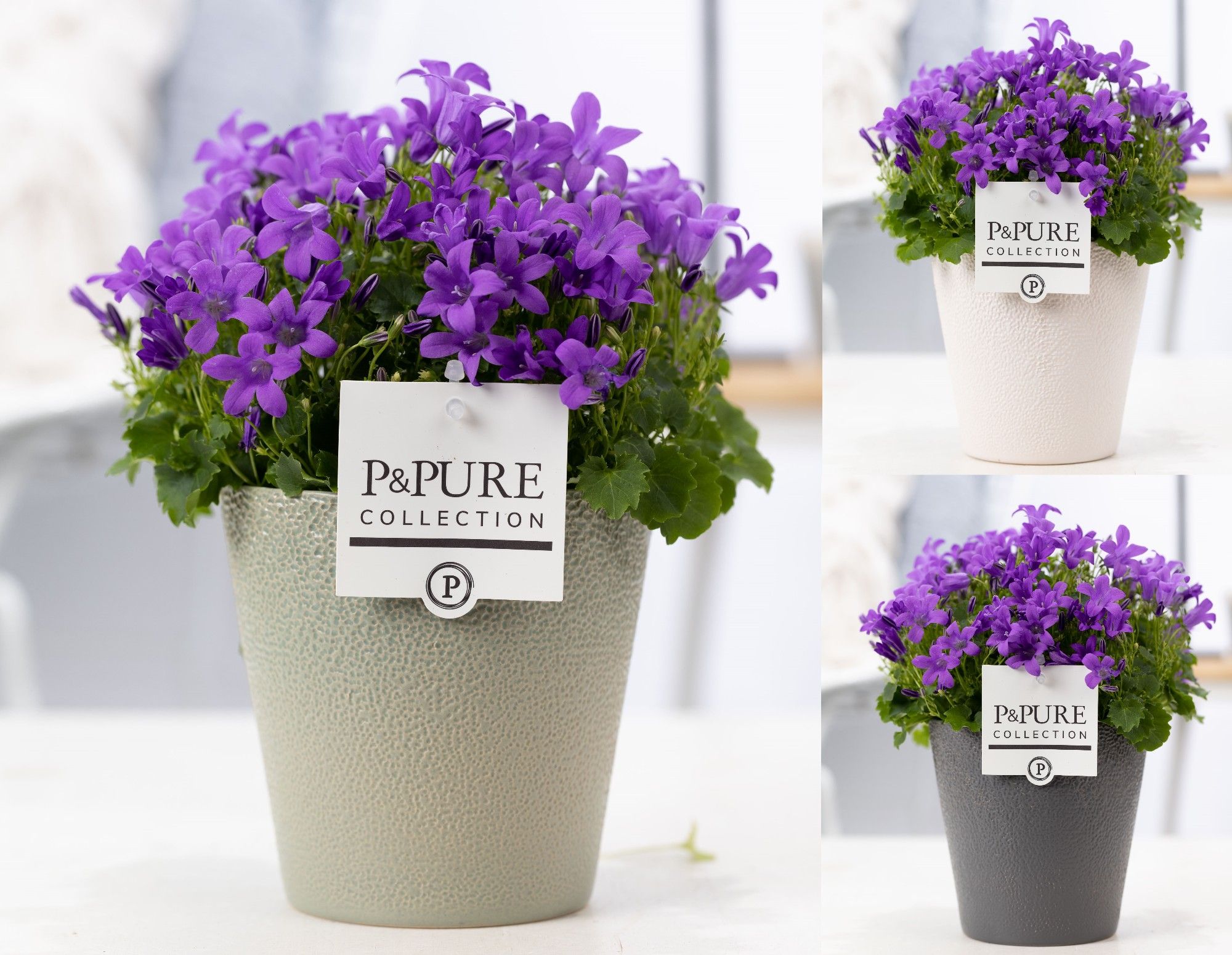 Campanula Porto LL Pure Ruby, D 13
