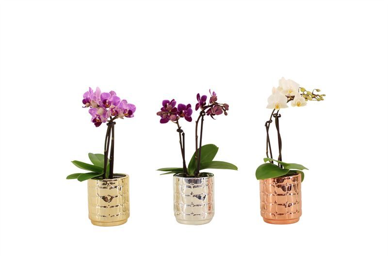 Mason p06 luxury mix Phal Tiny Dolls mix 2T10+ Aqu@, D 6