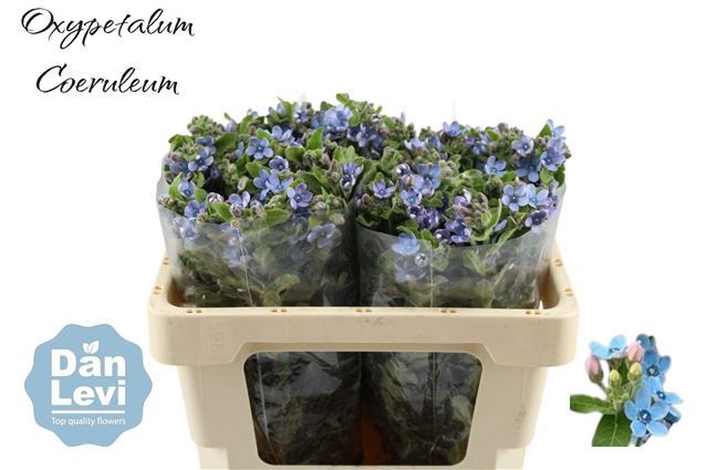 Оксипеталум Таниока Пьюр Блю 50 (голуб.), шт.