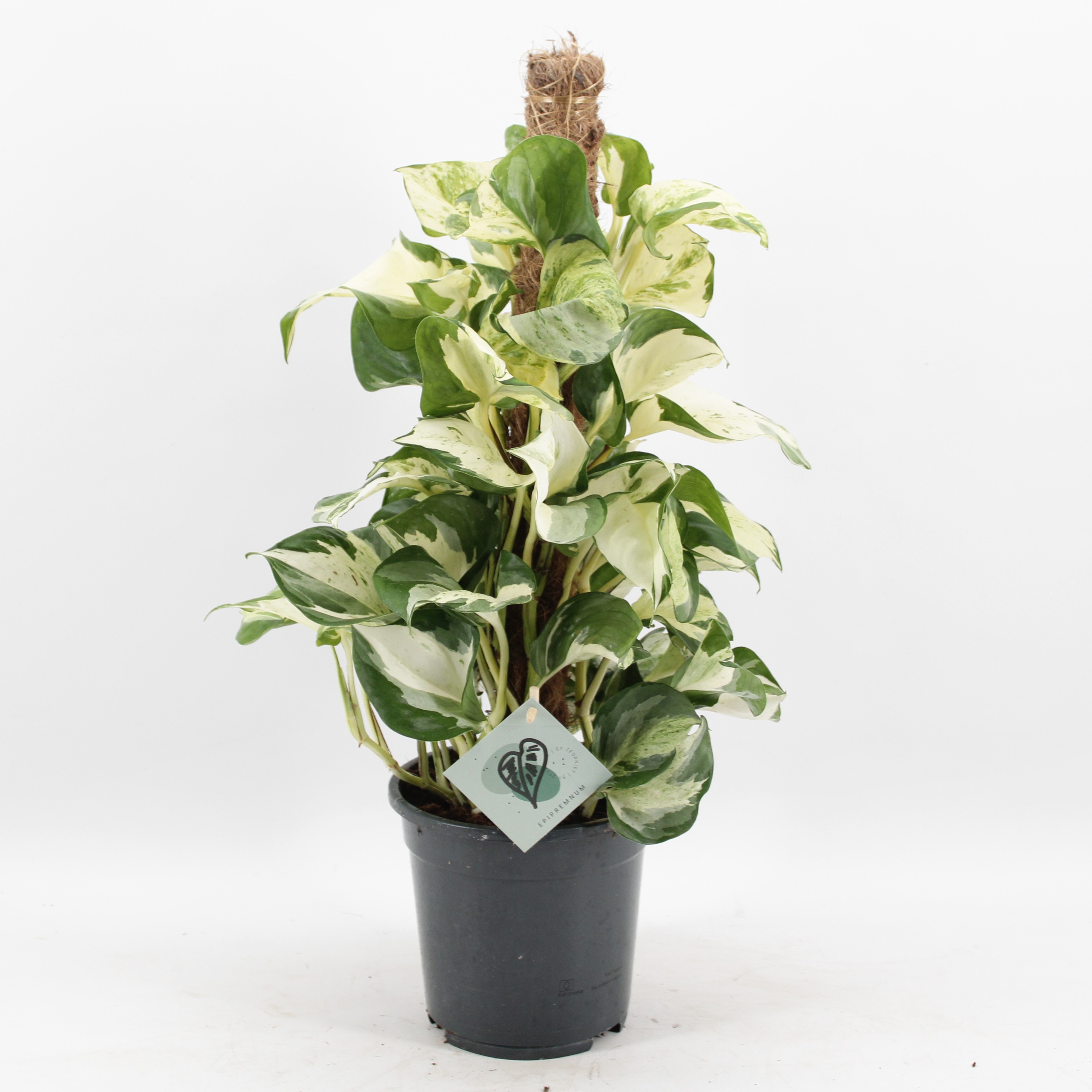 Epipremnum Manjula mosstok, D 17