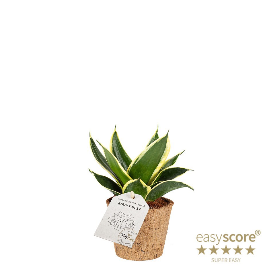 SANSEVIERIA TRIFASCIATA 'HAHNII' COCOZ, D 9 cm