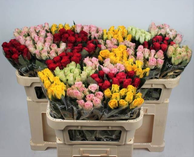 Роза од. KL Микс в баке 70, шт.