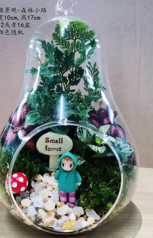 Фиттония албивенис Форест Пат 10 17