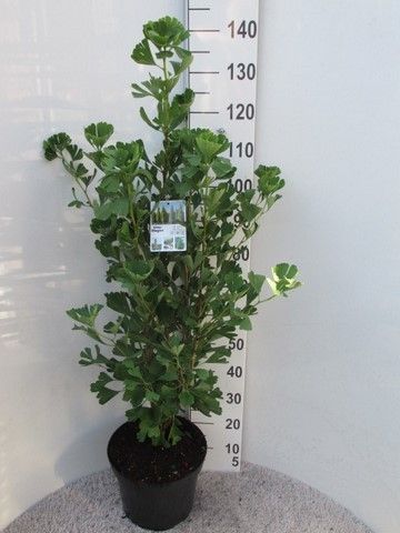 Ginkgo b. Fastigiata Blagon 80-100 P30, D 30 cm