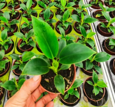 Филодендрон Грин Принцесса 9 13