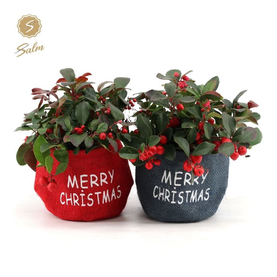 Gaultheria pr. 'Big Berry'® P10 in Bag X-mas Duo, D 11 cm