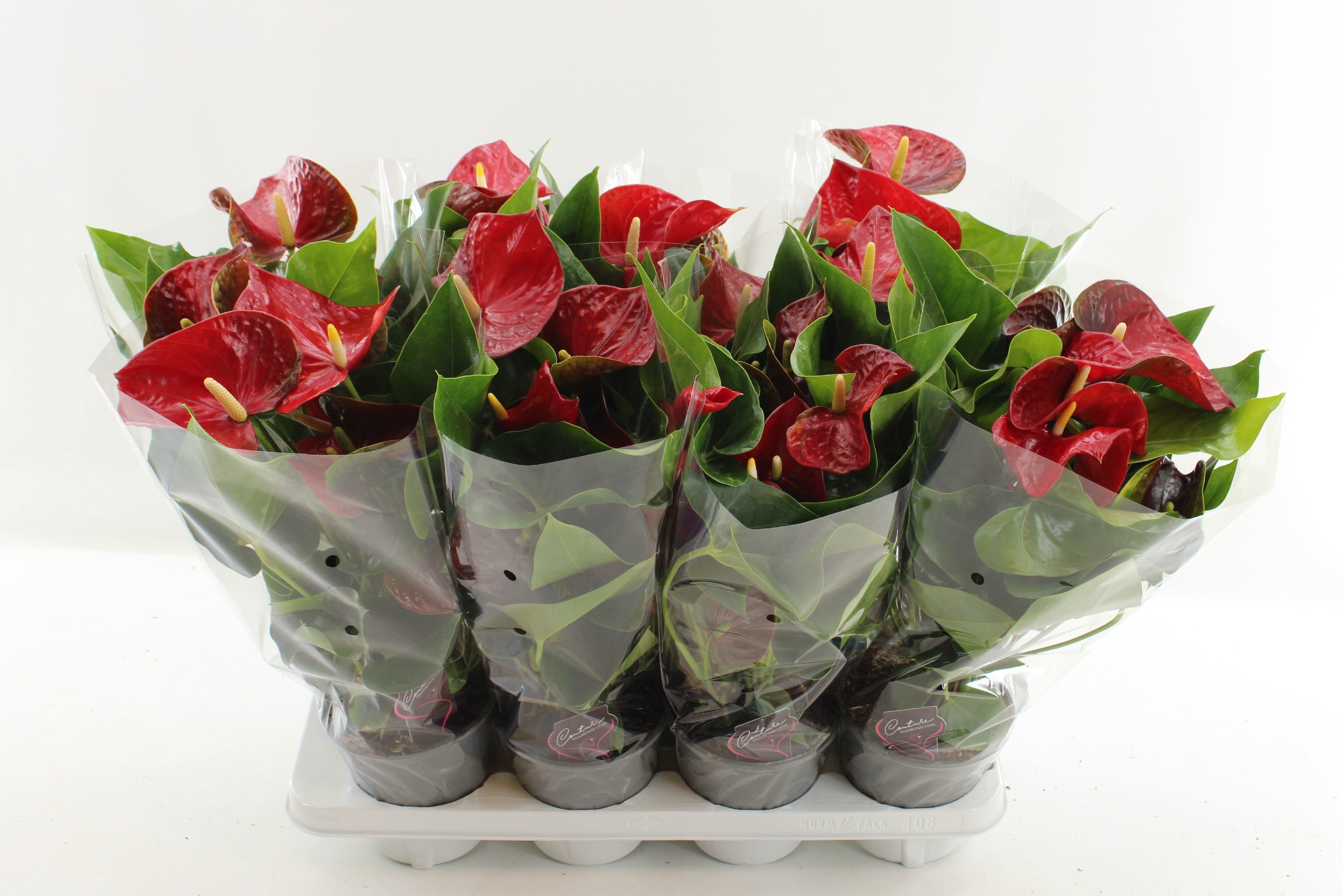Anthurium 14 cm Big Picture in transparant sleeve, D 14