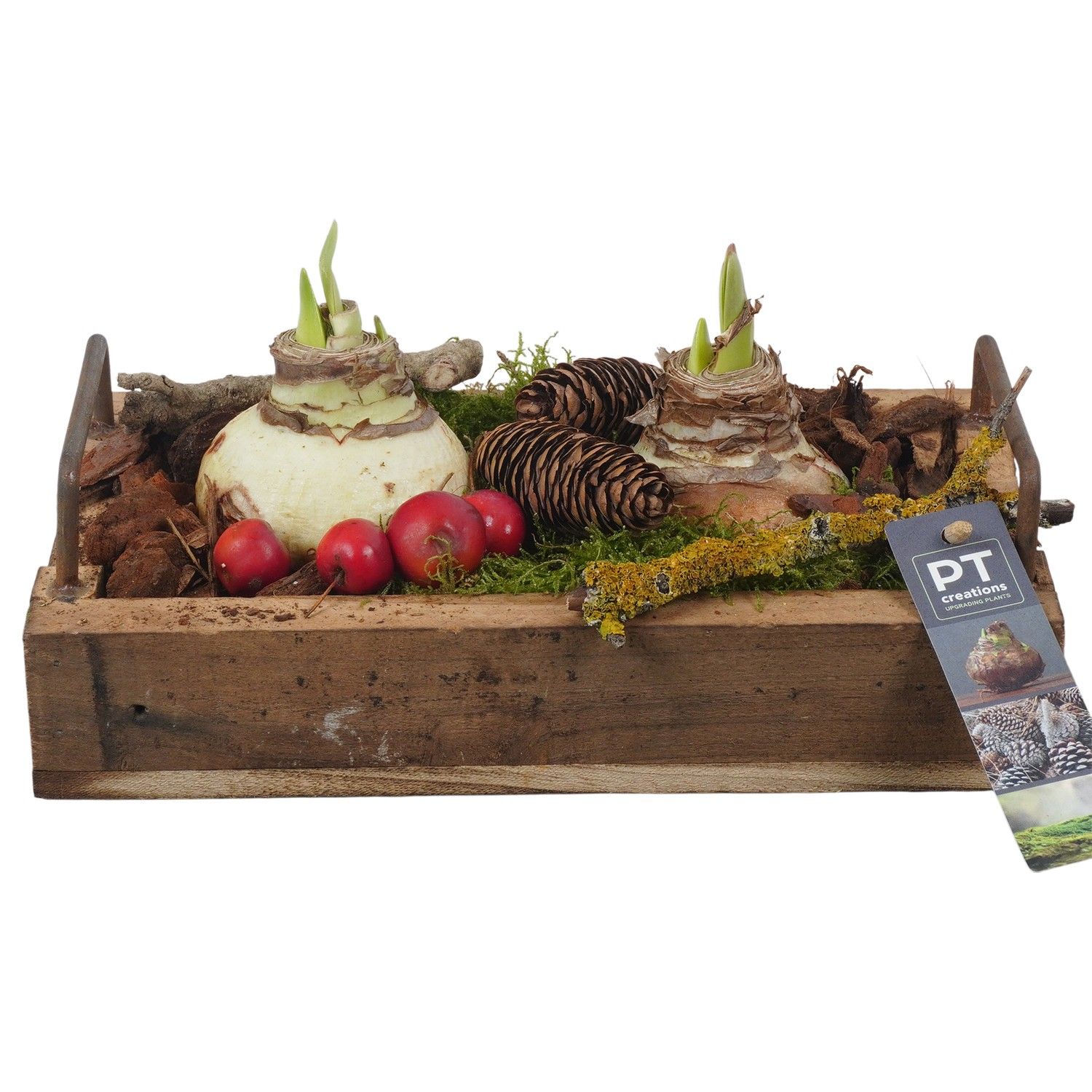 PTAA7537 Arrangement Amaryllis in houten bak, D 26 cm