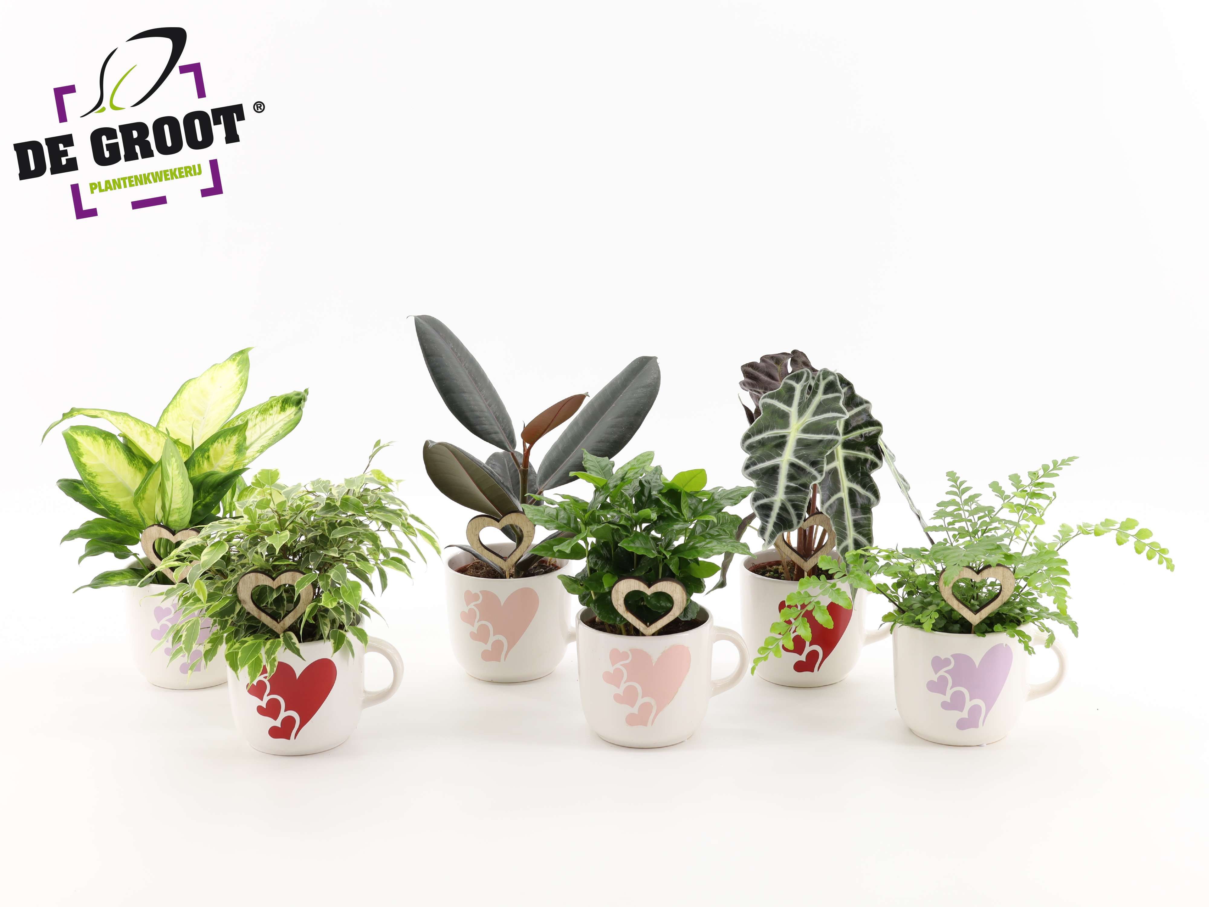 Groenmix in hartjesmok met bijsteker, D 12