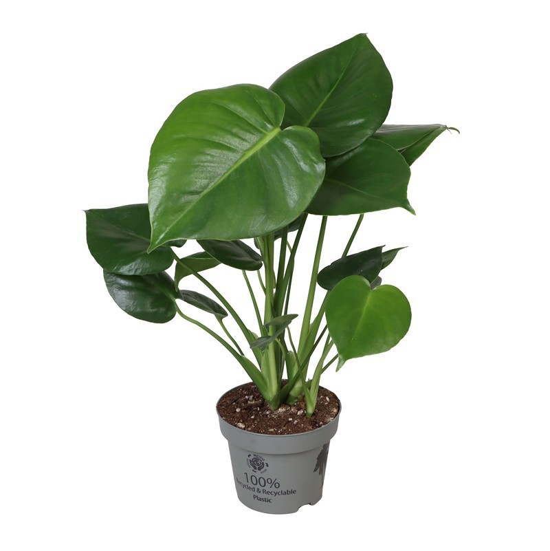 MONSTERA DELICIOSA, D 12