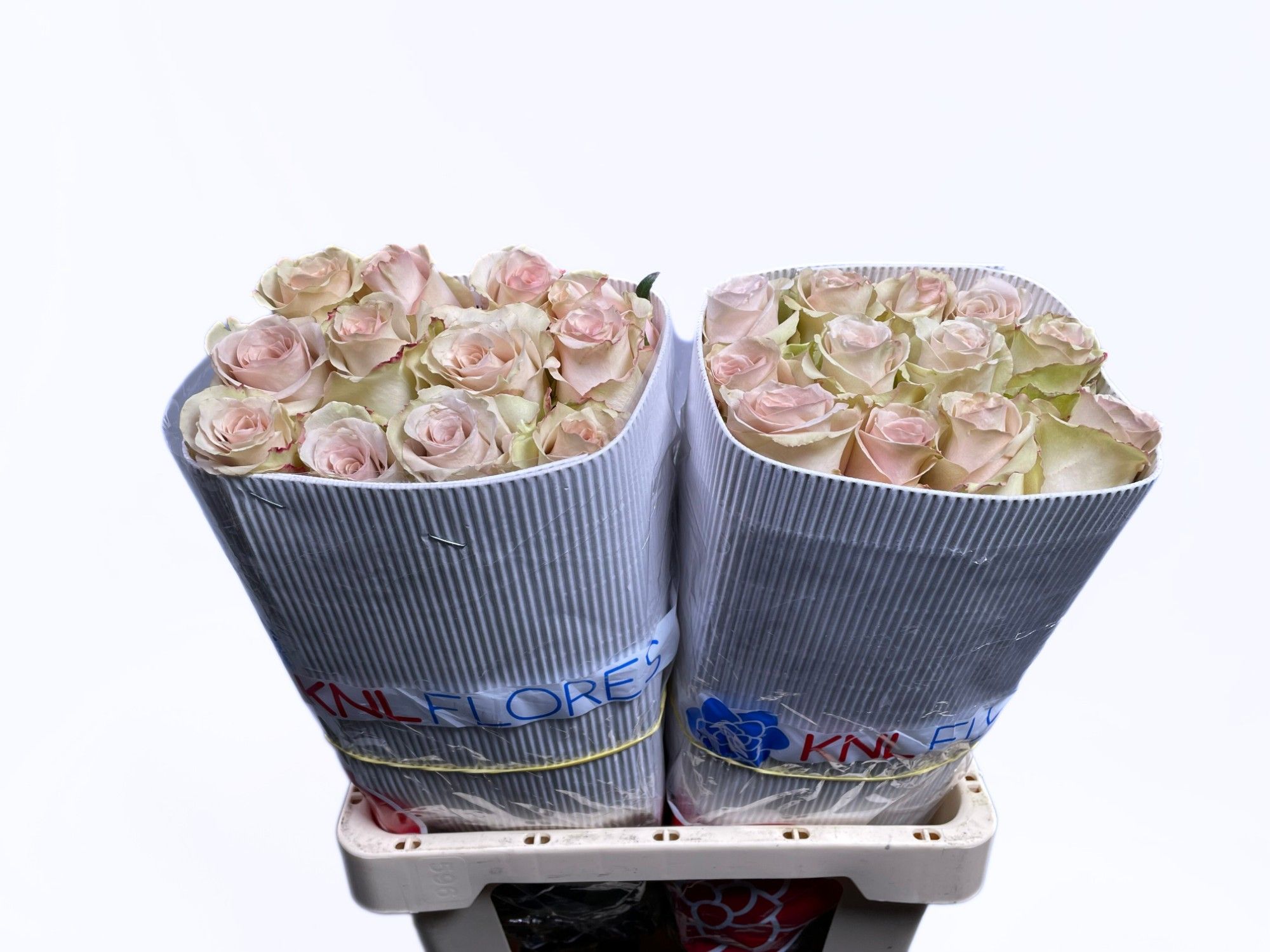 Роза од. Квиксэнд 60, шт.