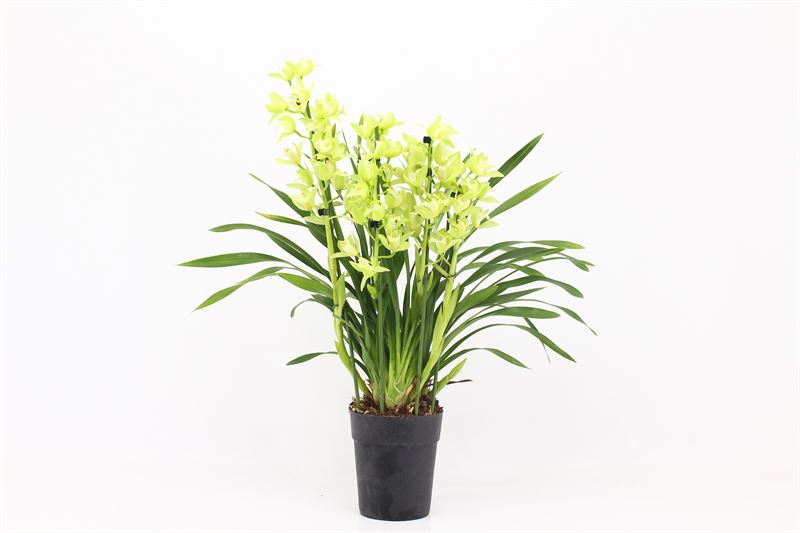 Cymbidium p14 Green Arrow 4T, D 14
